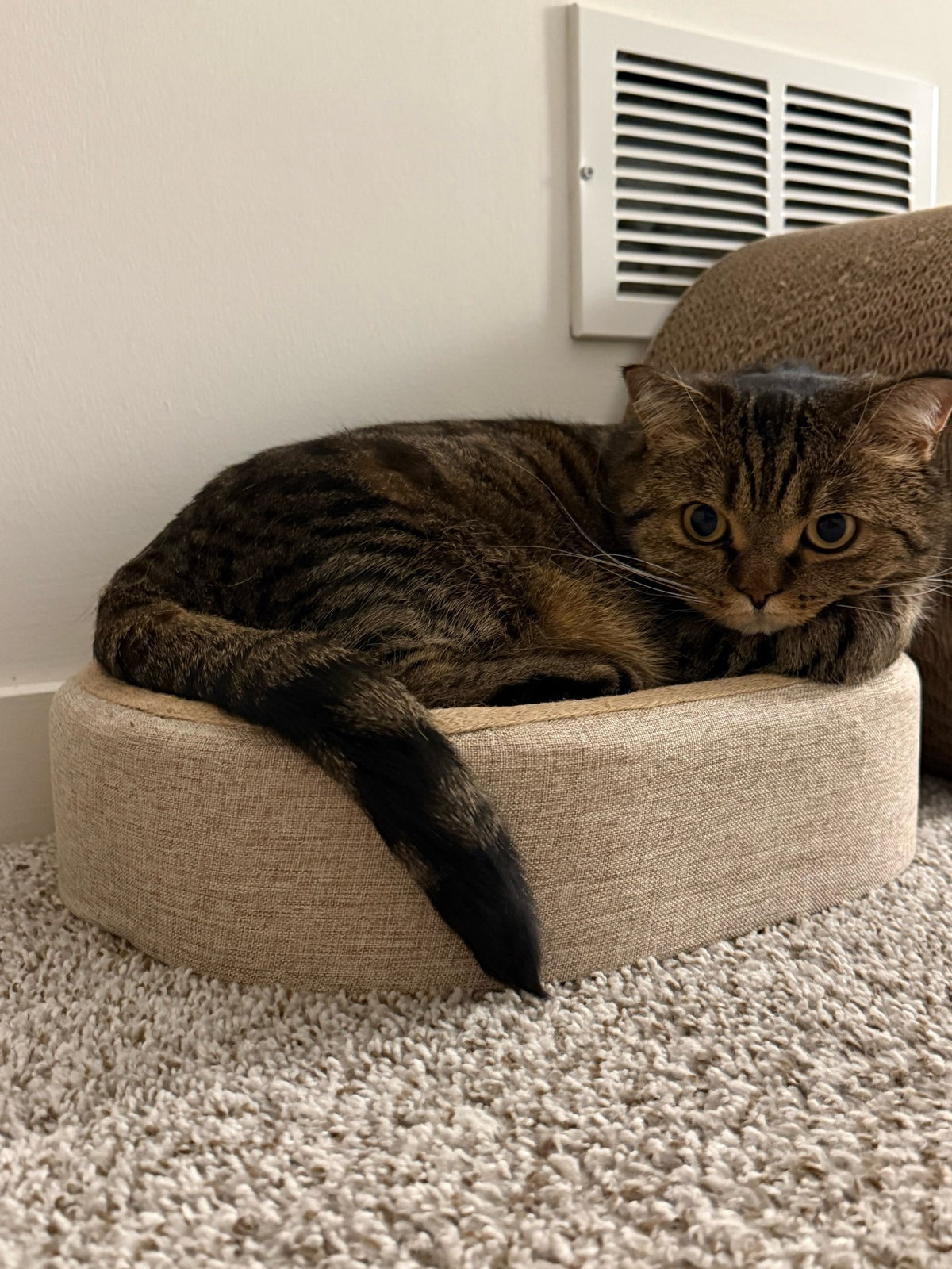 Arranhador Oval de Sisal e Cama para Gatos